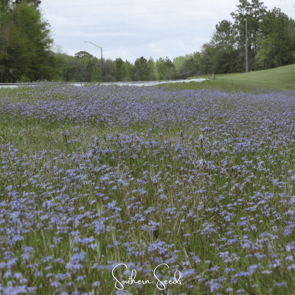 Blue Eyed Stout Grass – 50 Seeds Southern Seeds