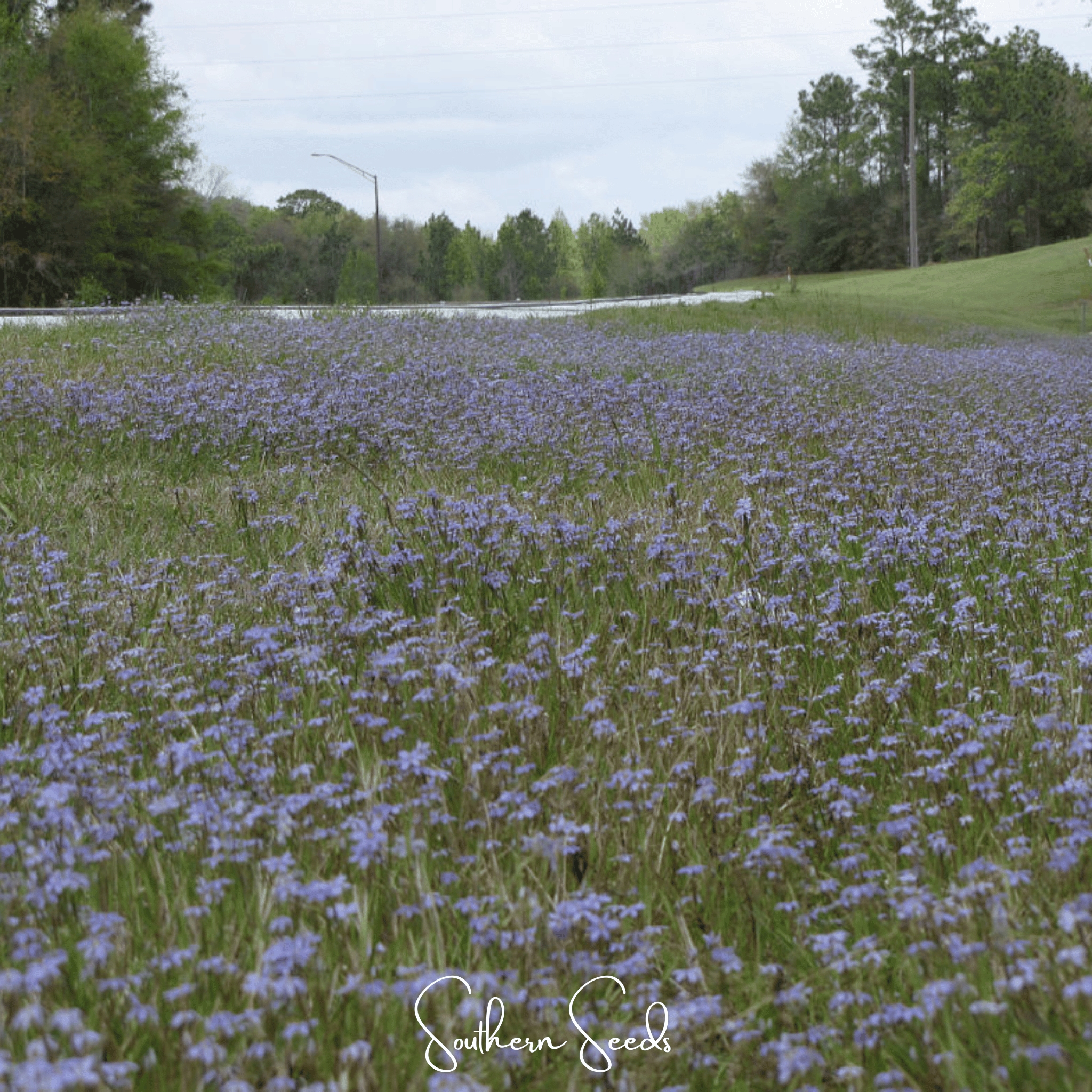 Blue Eyed Stout Grass – 50 Seeds Southern Seeds