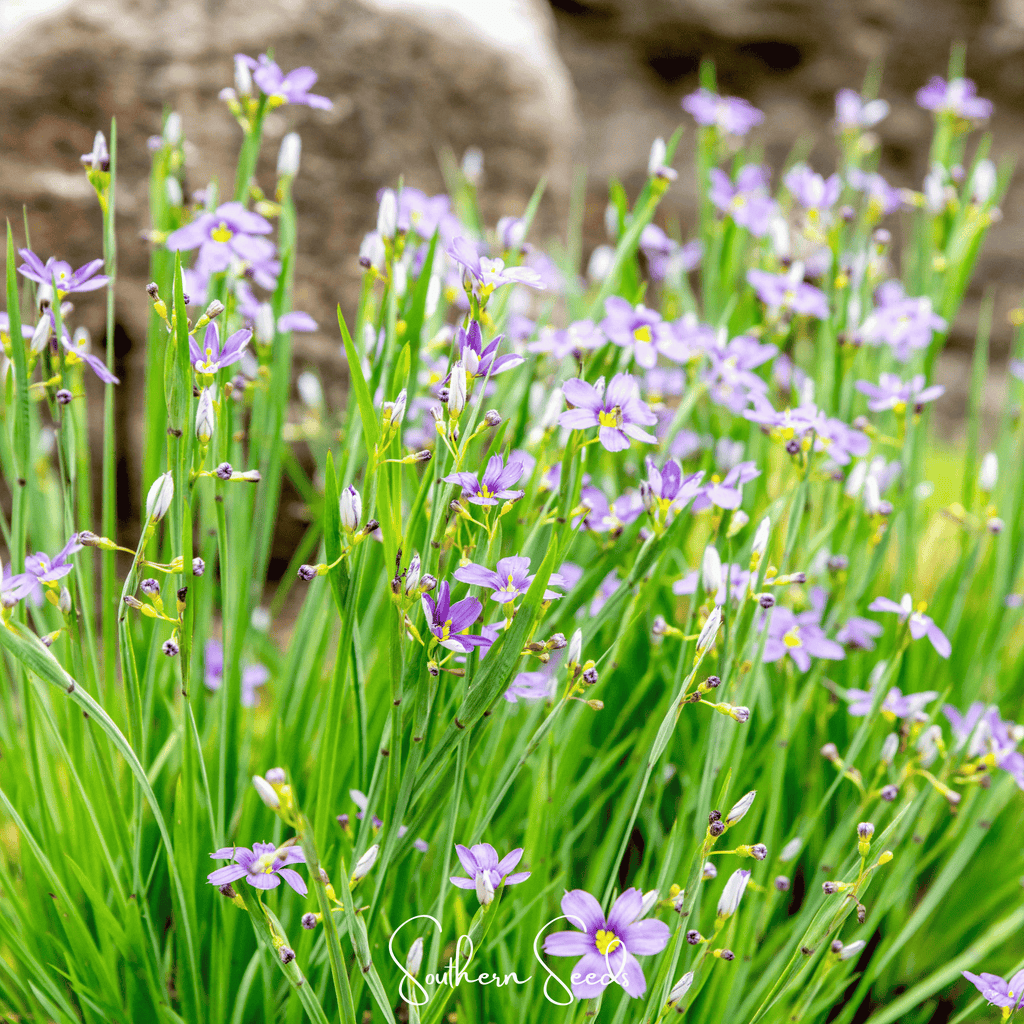 Blue Eyed Stout Grass – 50 Seeds Southern Seeds