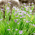 Blue Eyed Stout Grass – 50 Seeds Southern Seeds