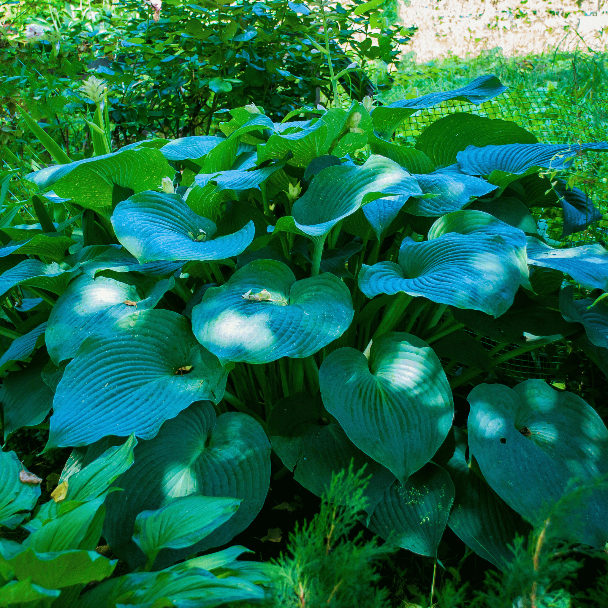 Blue Hosta – 25 Seeds Southern Seeds