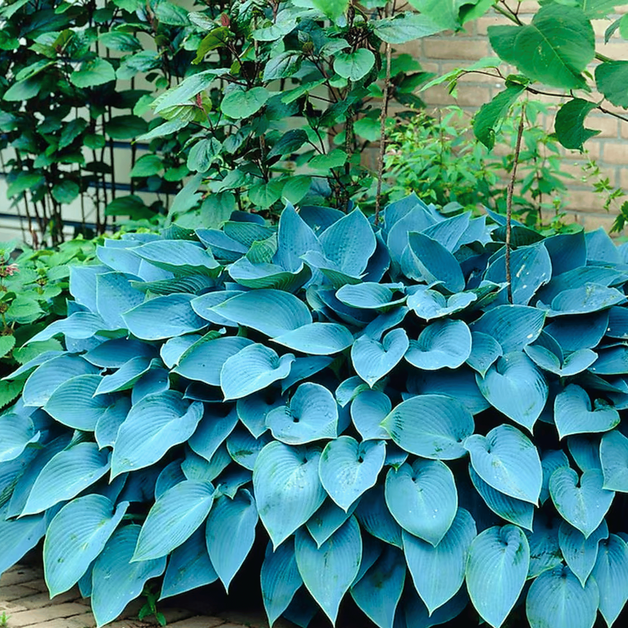 Blue Hosta – 25 Seeds Southern Seeds