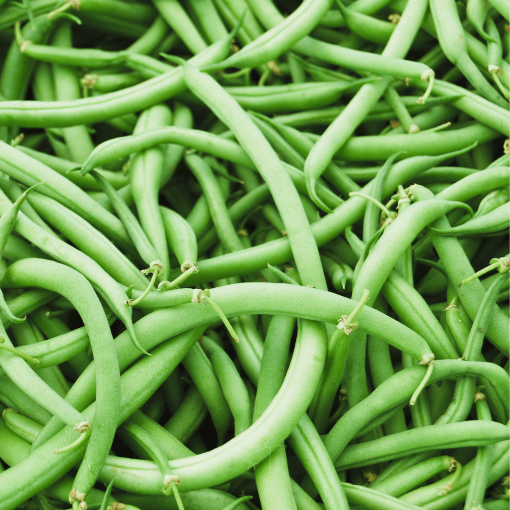 Blue Lake Bean (Pole) – 50 Seeds Southern Seeds