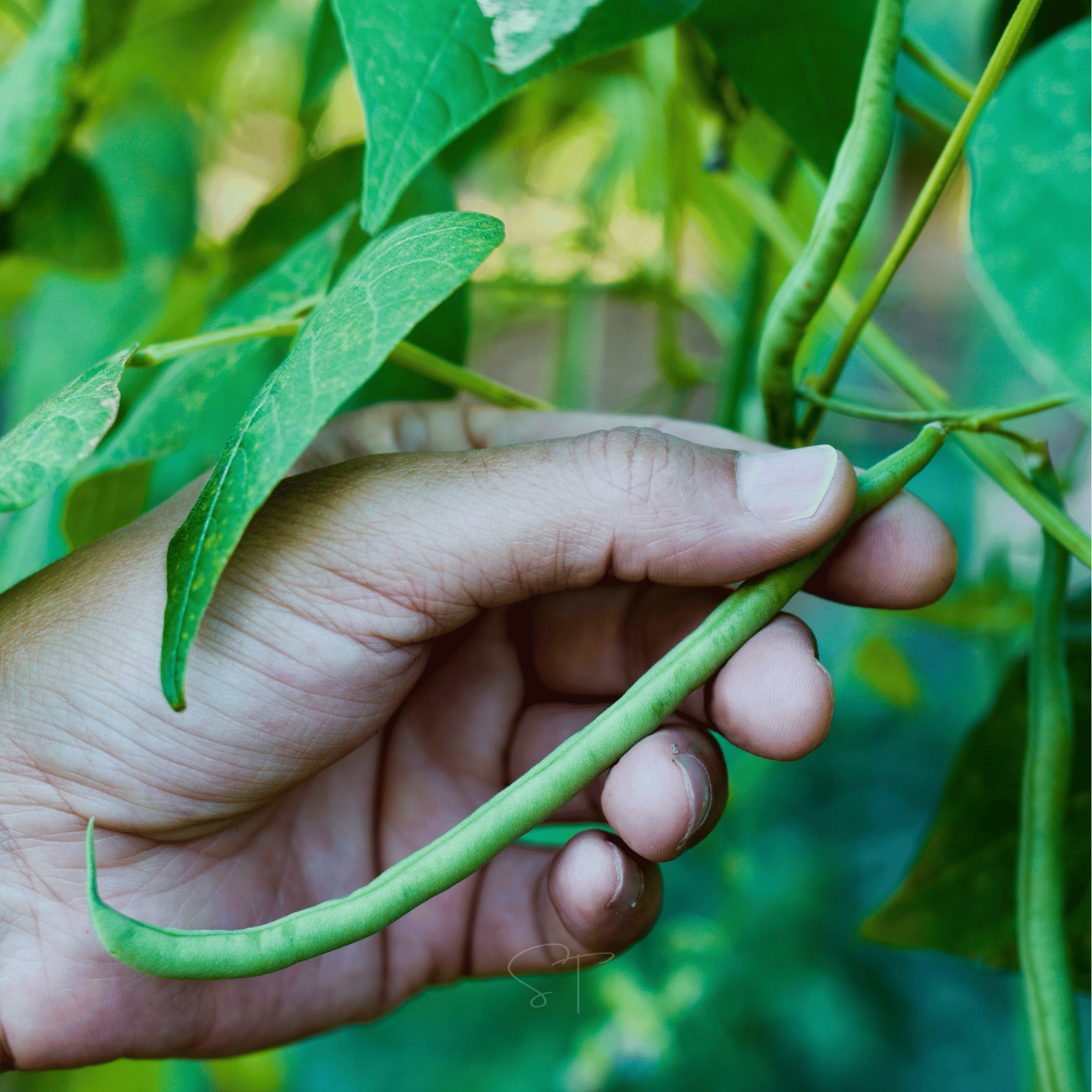 Blue Lake Bean (Pole) – 50 Seeds Southern Seeds