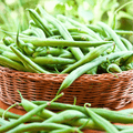 Blue Lake Bean (Pole) – 50 Seeds Southern Seeds