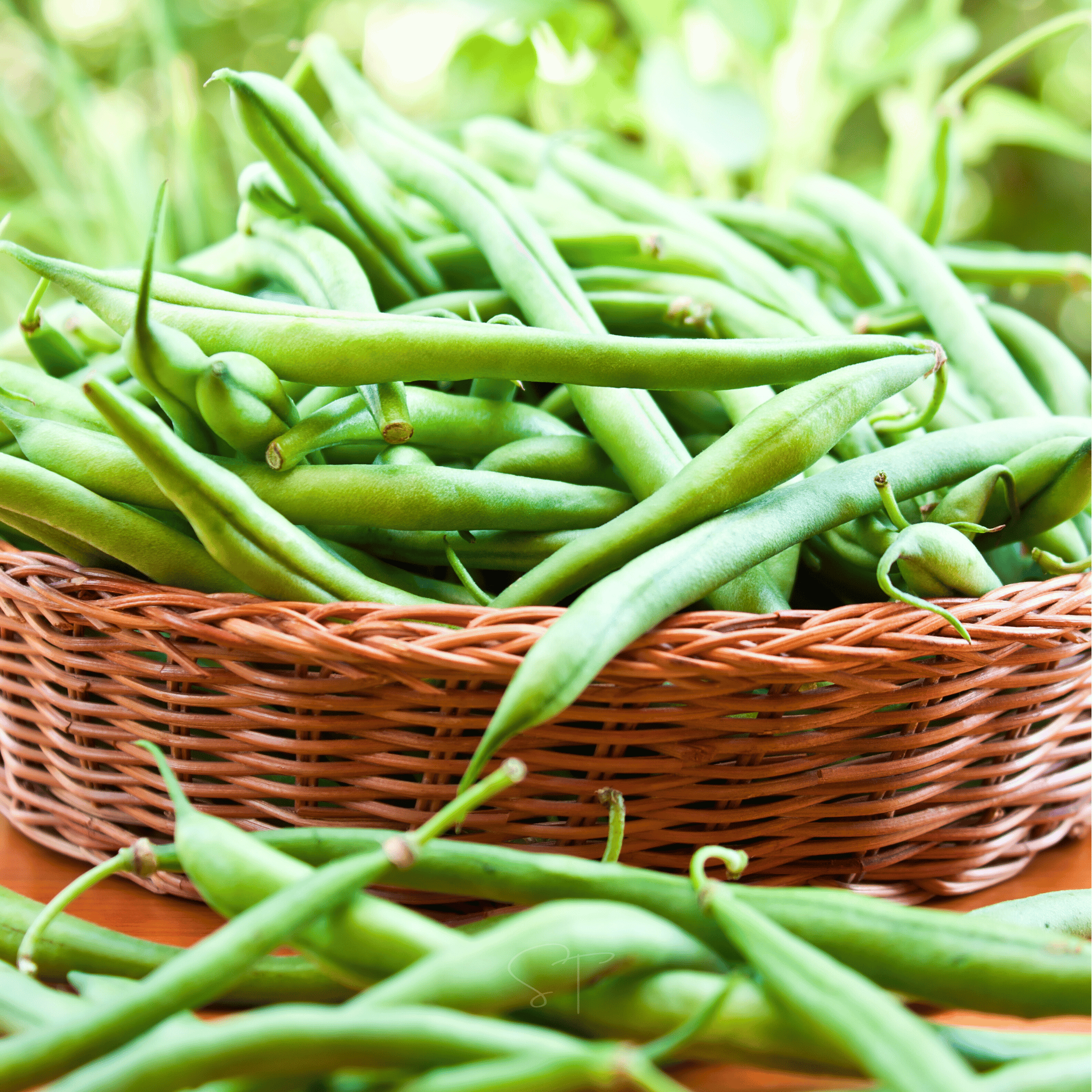 Blue Lake Bean (Pole) – 50 Seeds Southern Seeds