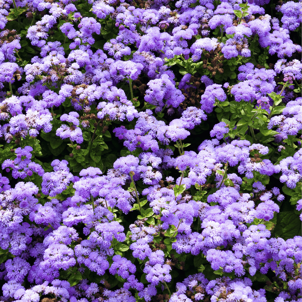 Blue Mink Dwarf Ageratum – 100 Seeds Southern Seeds