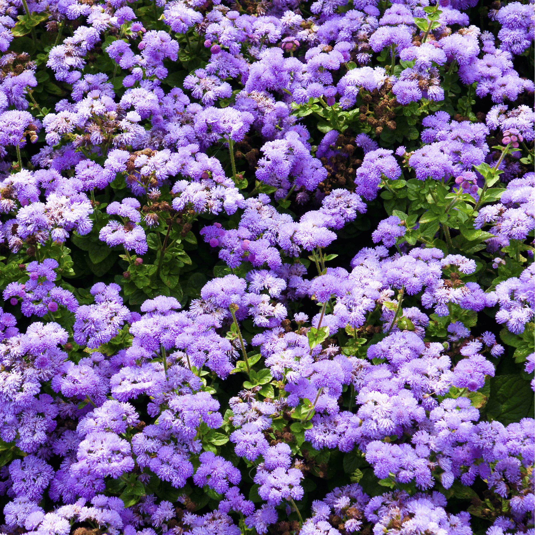 Blue Mink Dwarf Ageratum – 100 Seeds Southern Seeds