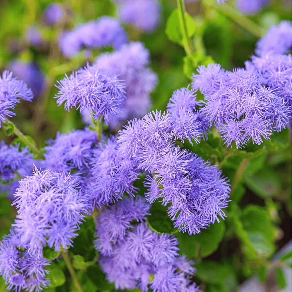 Blue Mink Dwarf Ageratum – 100 Seeds Southern Seeds