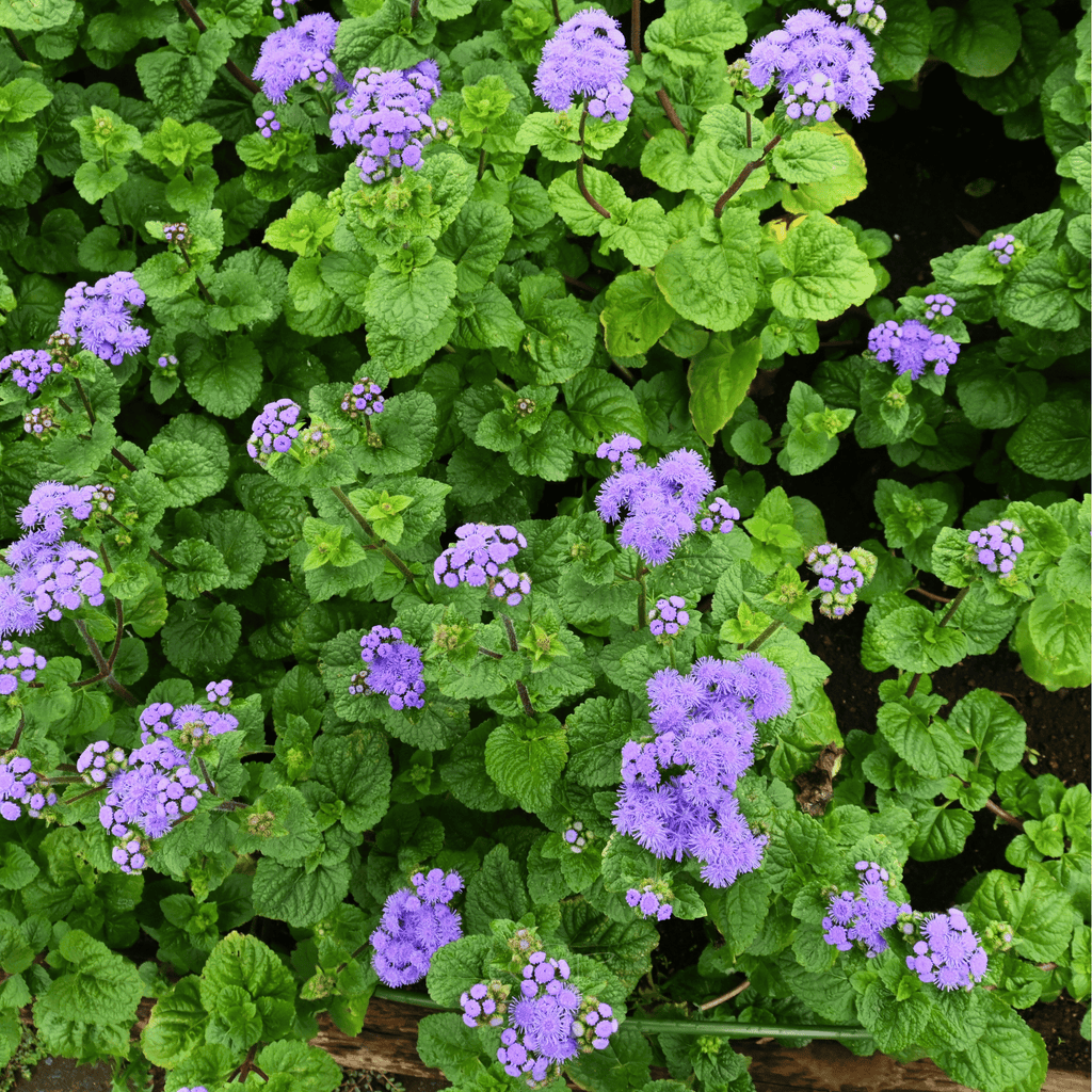 Blue Mink Dwarf Ageratum – 100 Seeds Southern Seeds