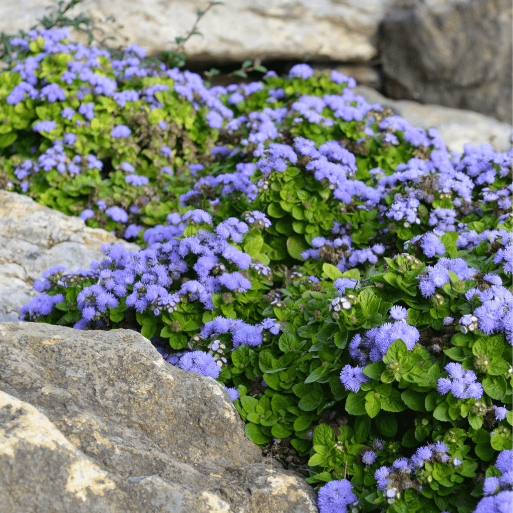 Blue Mink Dwarf Ageratum – 100 Seeds Southern Seeds