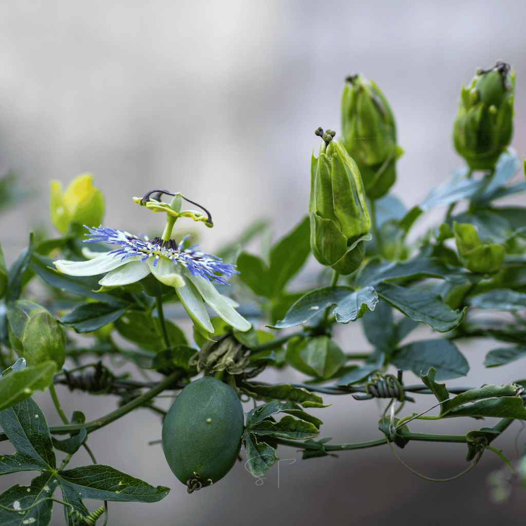 Blue Passionflower – 20 Seeds Southern Seeds