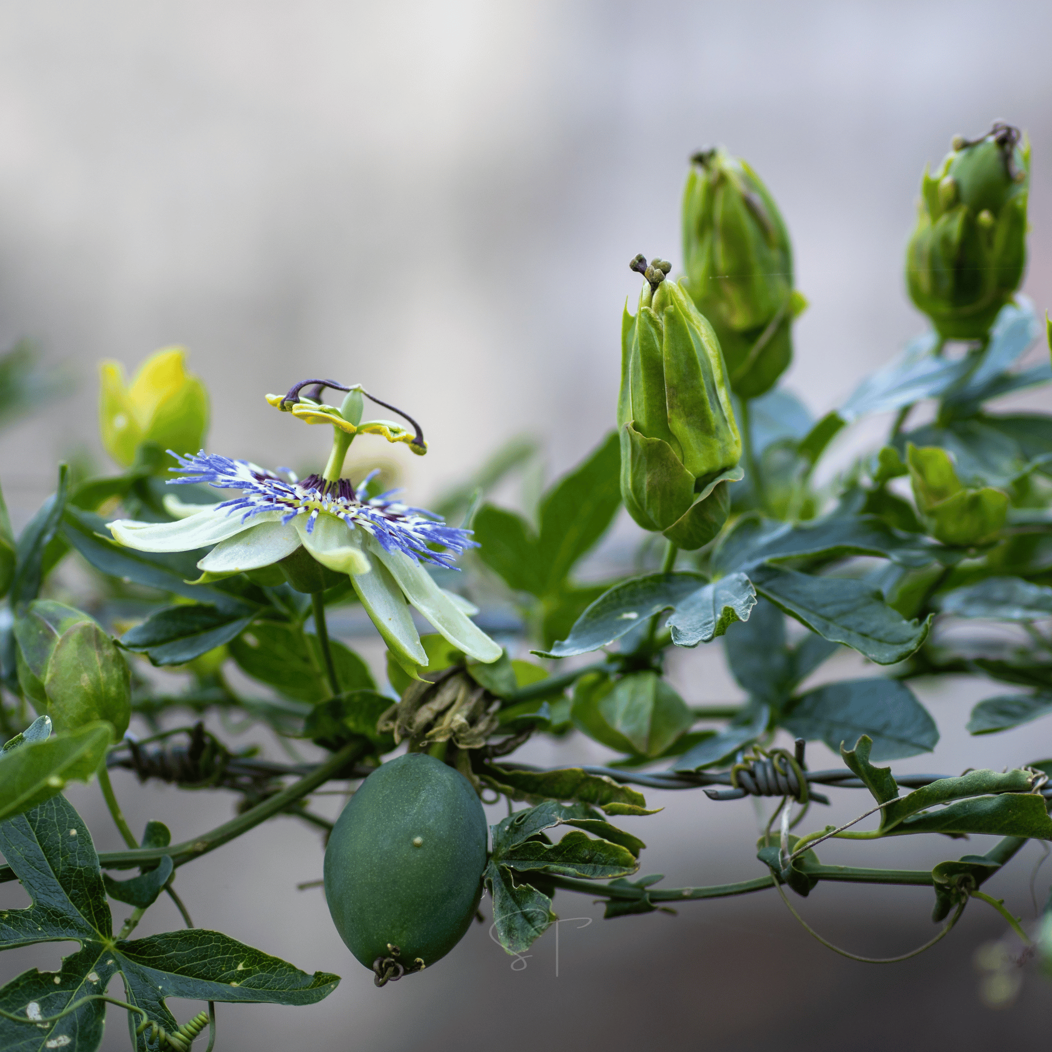 Blue Passionflower – 20 Seeds Southern Seeds