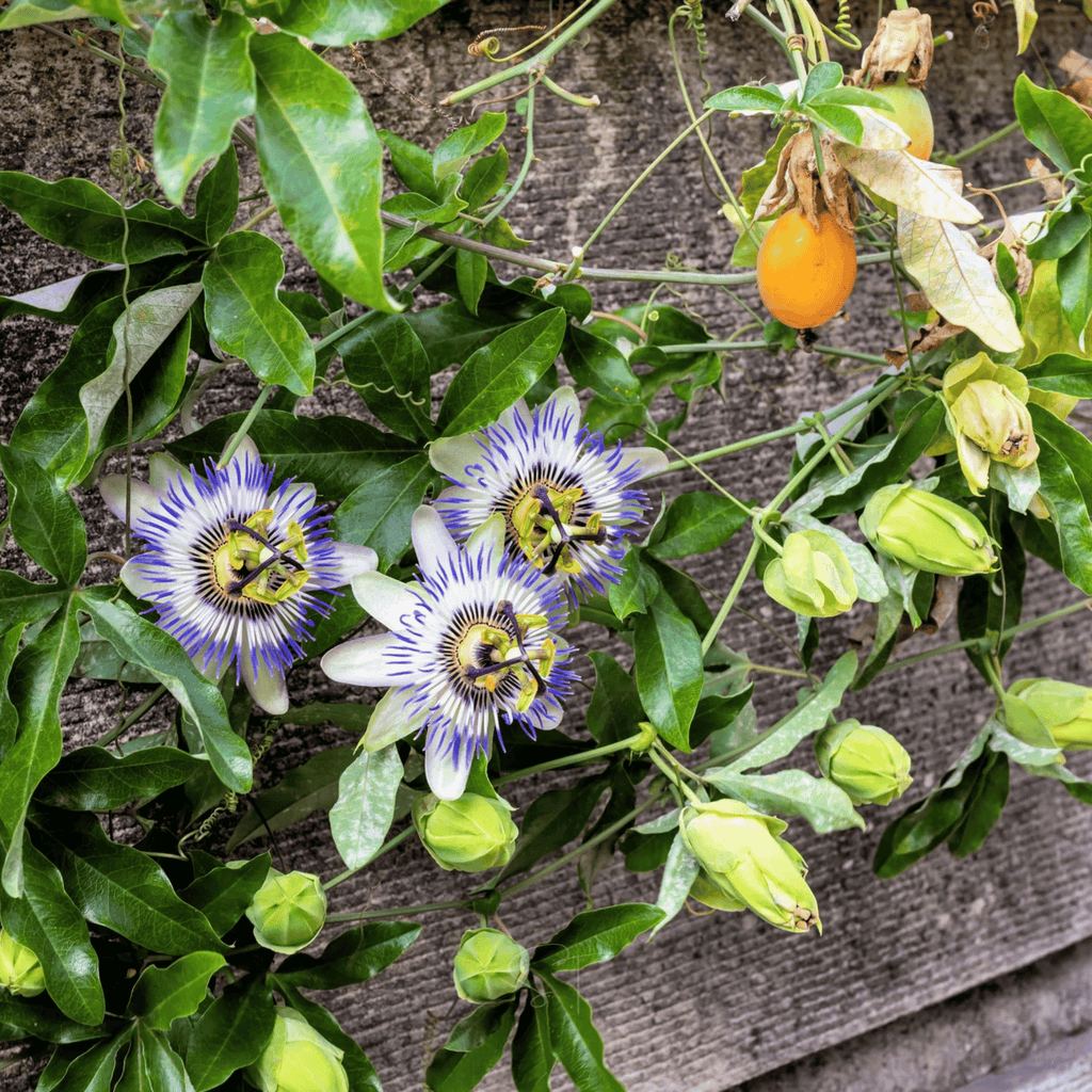 Blue Passionflower – 20 Seeds Southern Seeds