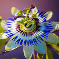 Blue Passionflower – 20 Seeds Southern Seeds