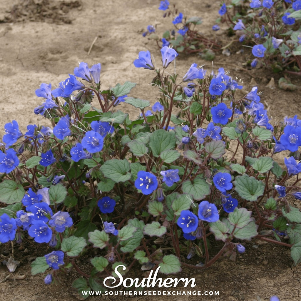 California Bluebell – 500 Seeds Southern Seeds