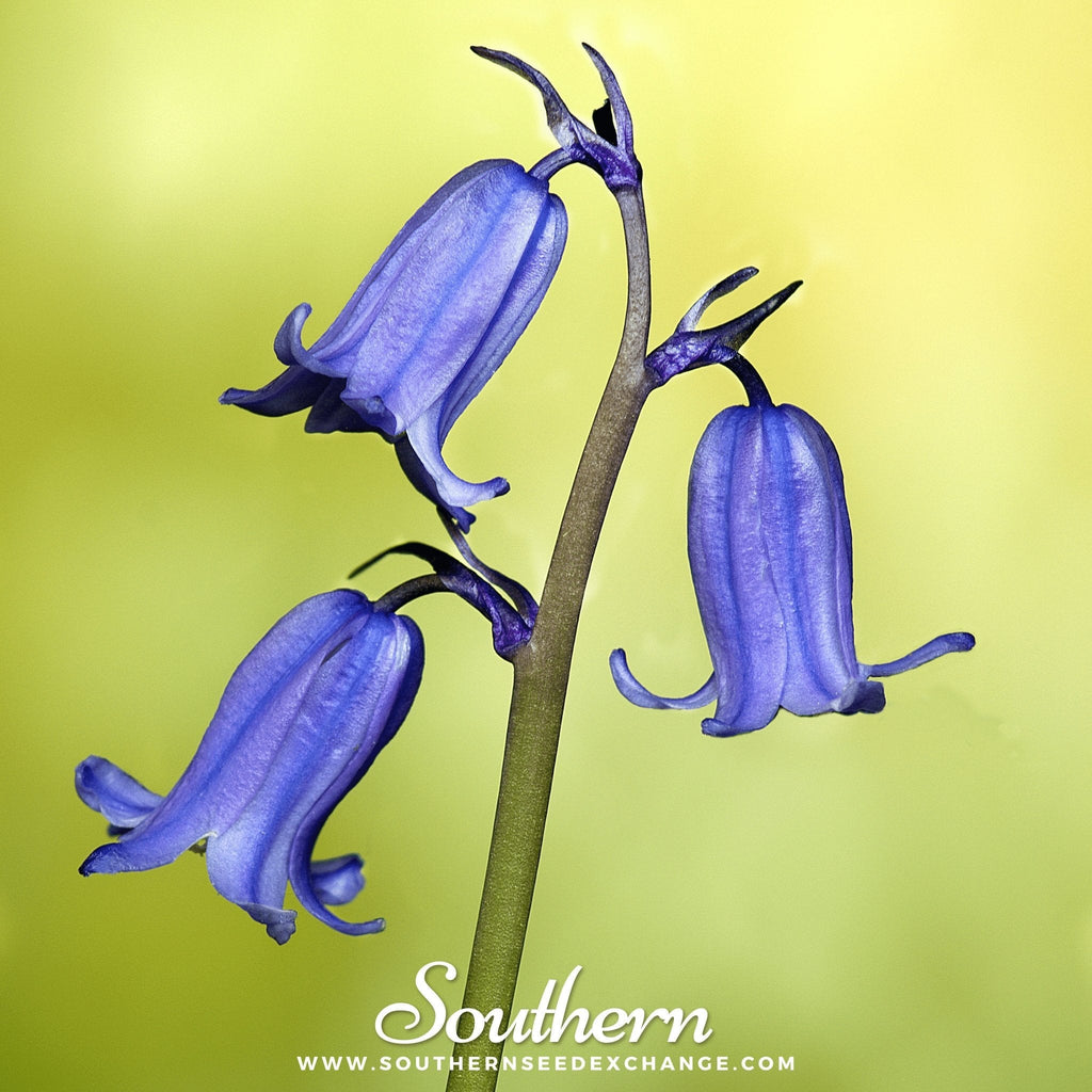 California Bluebell – 500 Seeds Southern Seeds