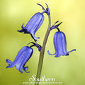 California Bluebell – 500 Seeds Southern Seeds