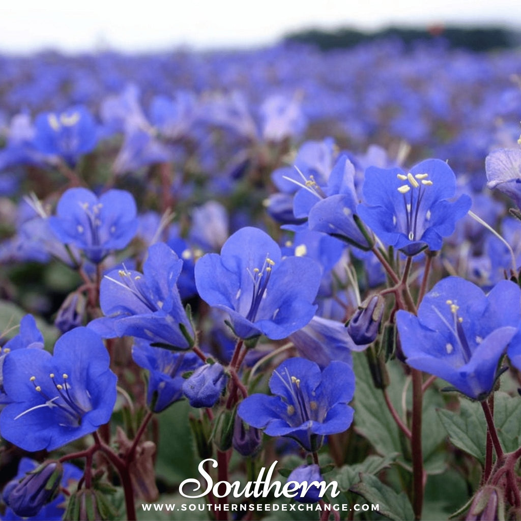 California Bluebell – 500 Seeds Southern Seeds