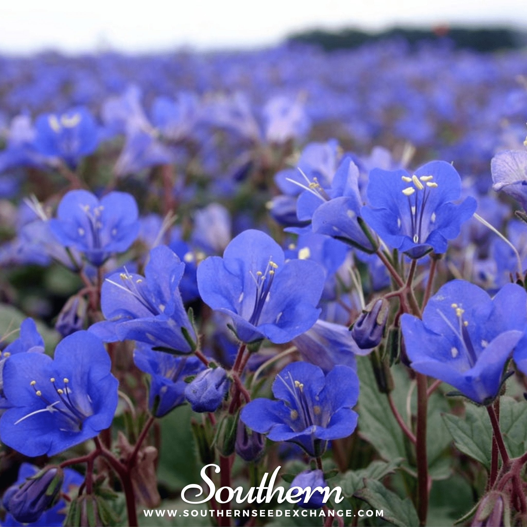 California Bluebell – 500 Seeds Southern Seeds