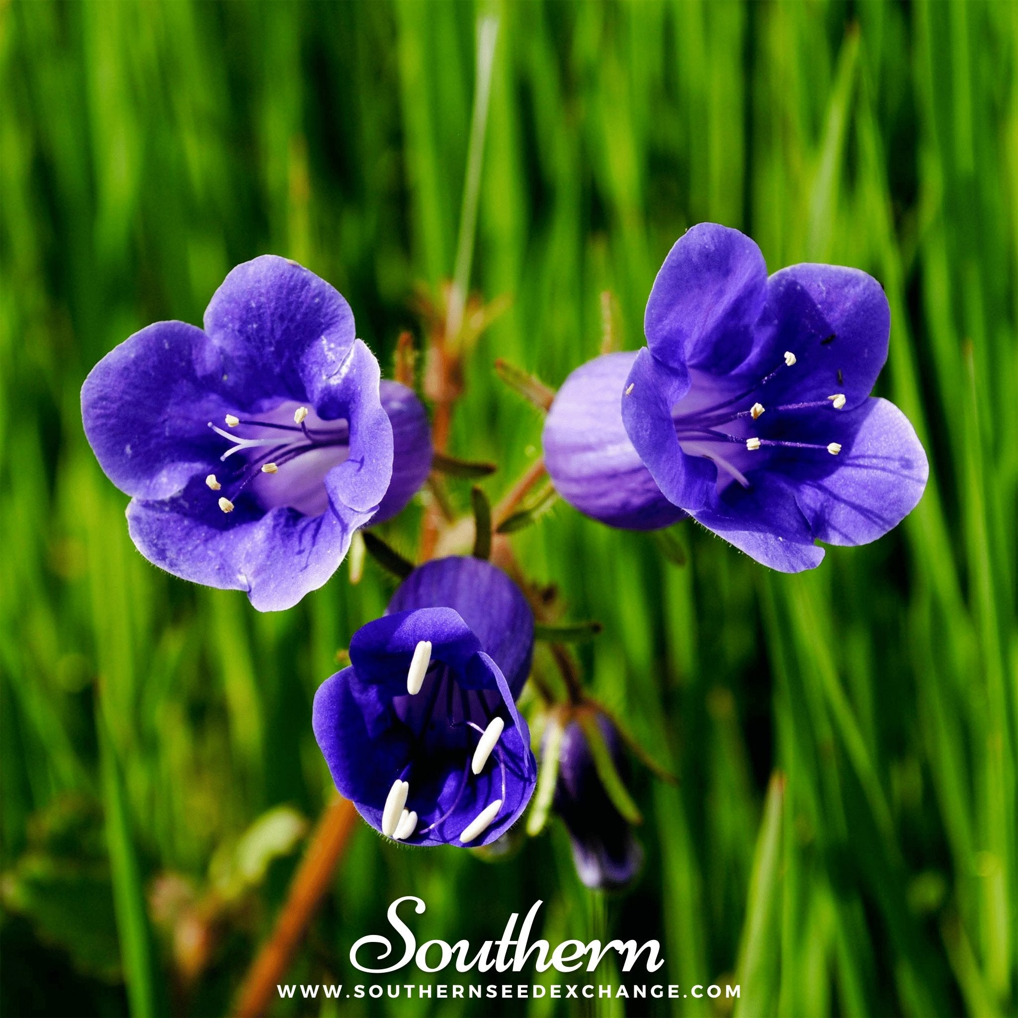 California Bluebell – 500 Seeds Southern Seeds