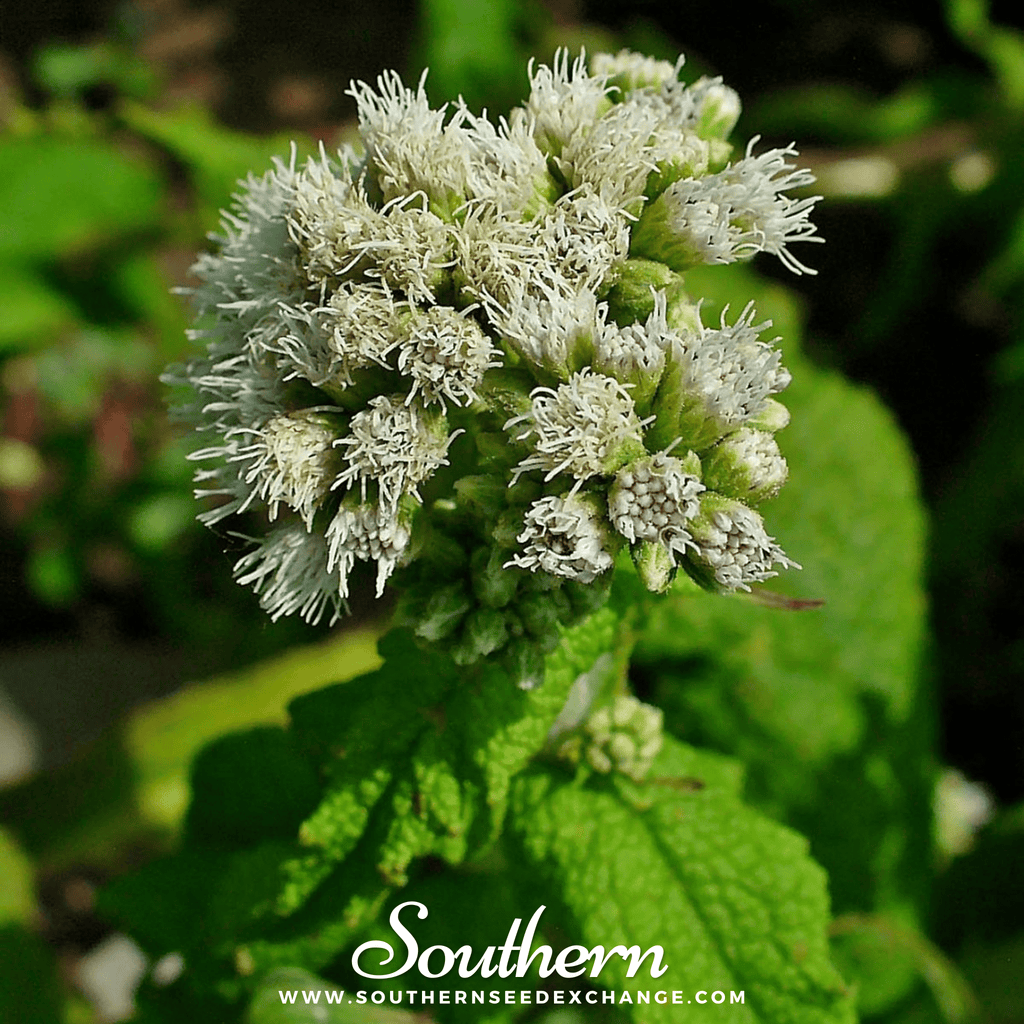 Boneset (Eupatorium) – 100 Seeds Southern Seeds