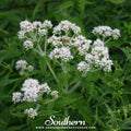 Boneset (Eupatorium) – 100 Seeds Southern Seeds