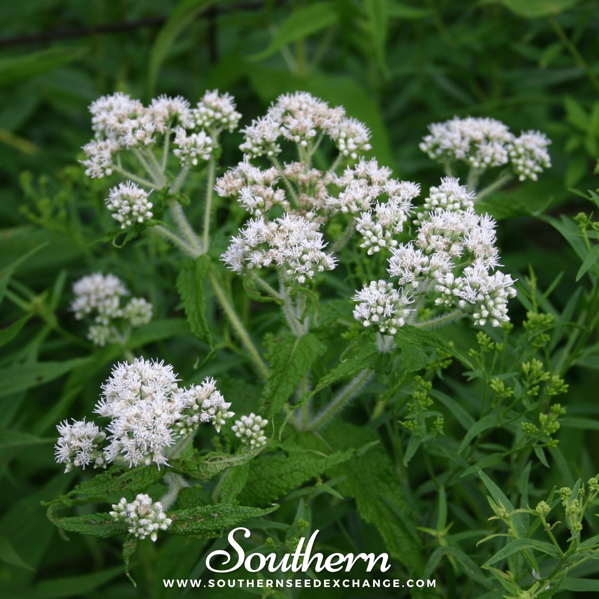 Boneset (Eupatorium) – 100 Seeds Southern Seeds