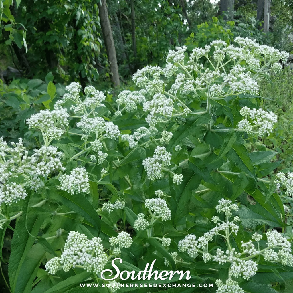 Boneset (Eupatorium) – 100 Seeds Southern Seeds