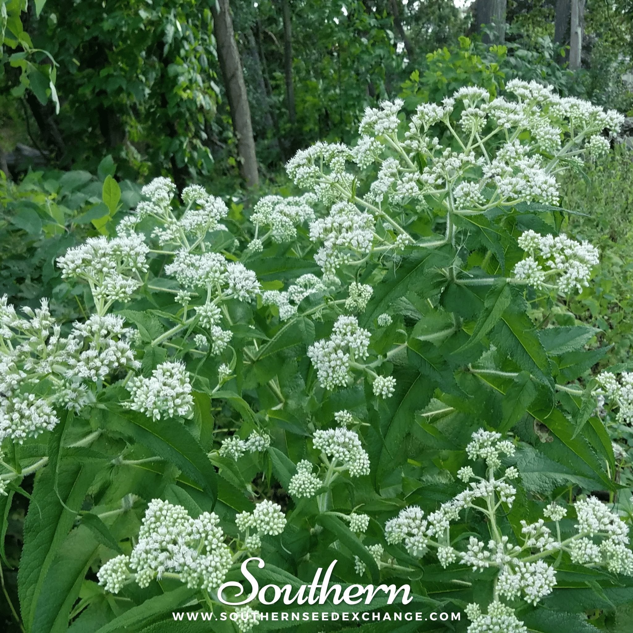 Boneset (Eupatorium) – 100 Seeds Southern Seeds