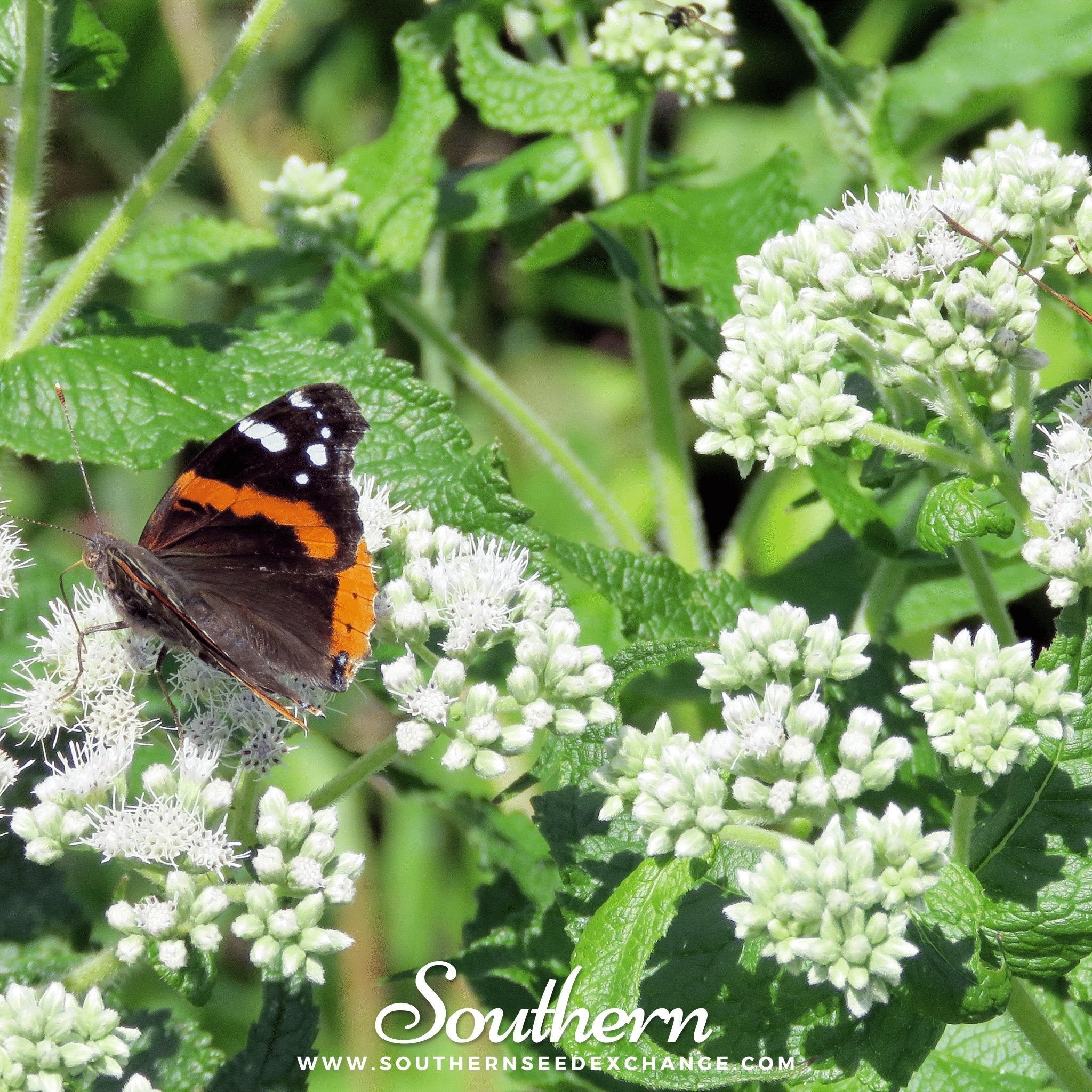 Boneset (Eupatorium) – 100 Seeds Southern Seeds