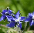 Blue Borage – 100 Seeds Southern Seeds