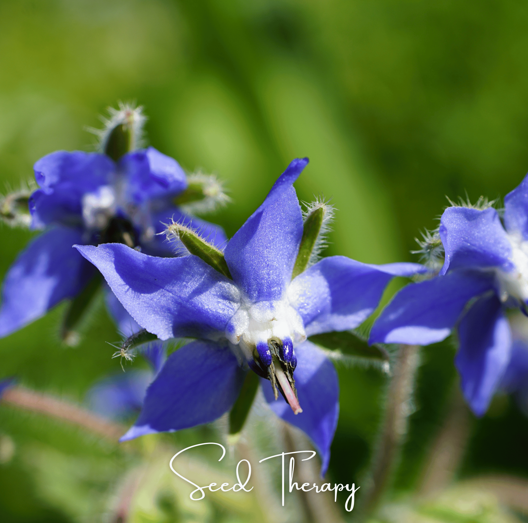 Blue Borage – 100 Seeds Southern Seeds