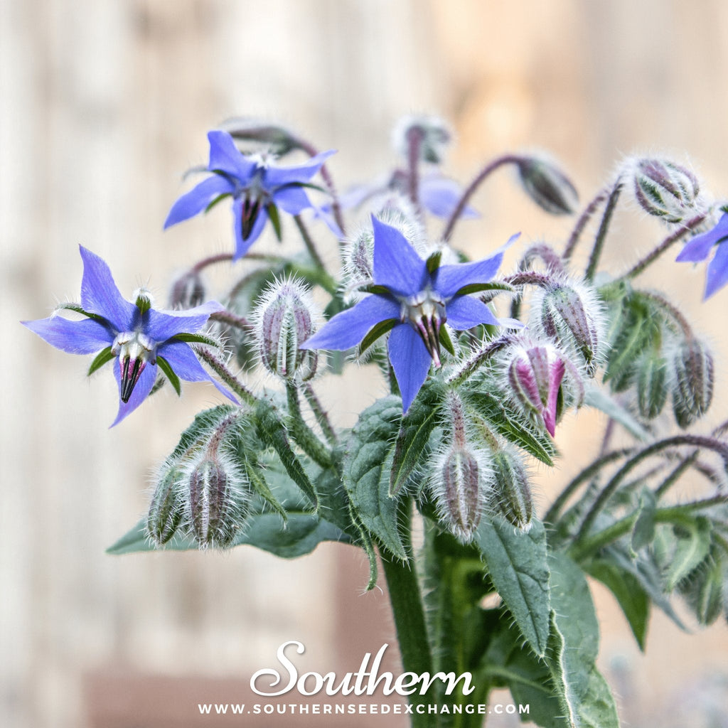 Blue Borage – 100 Seeds Southern Seeds