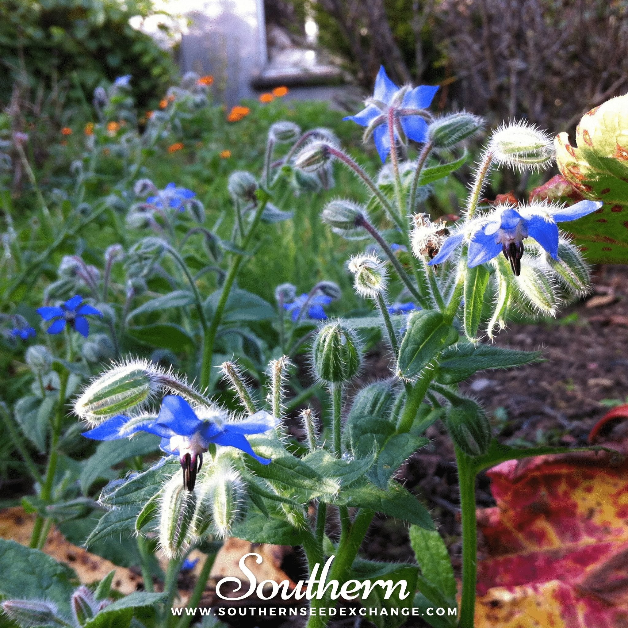 Blue Borage – 100 Seeds Southern Seeds