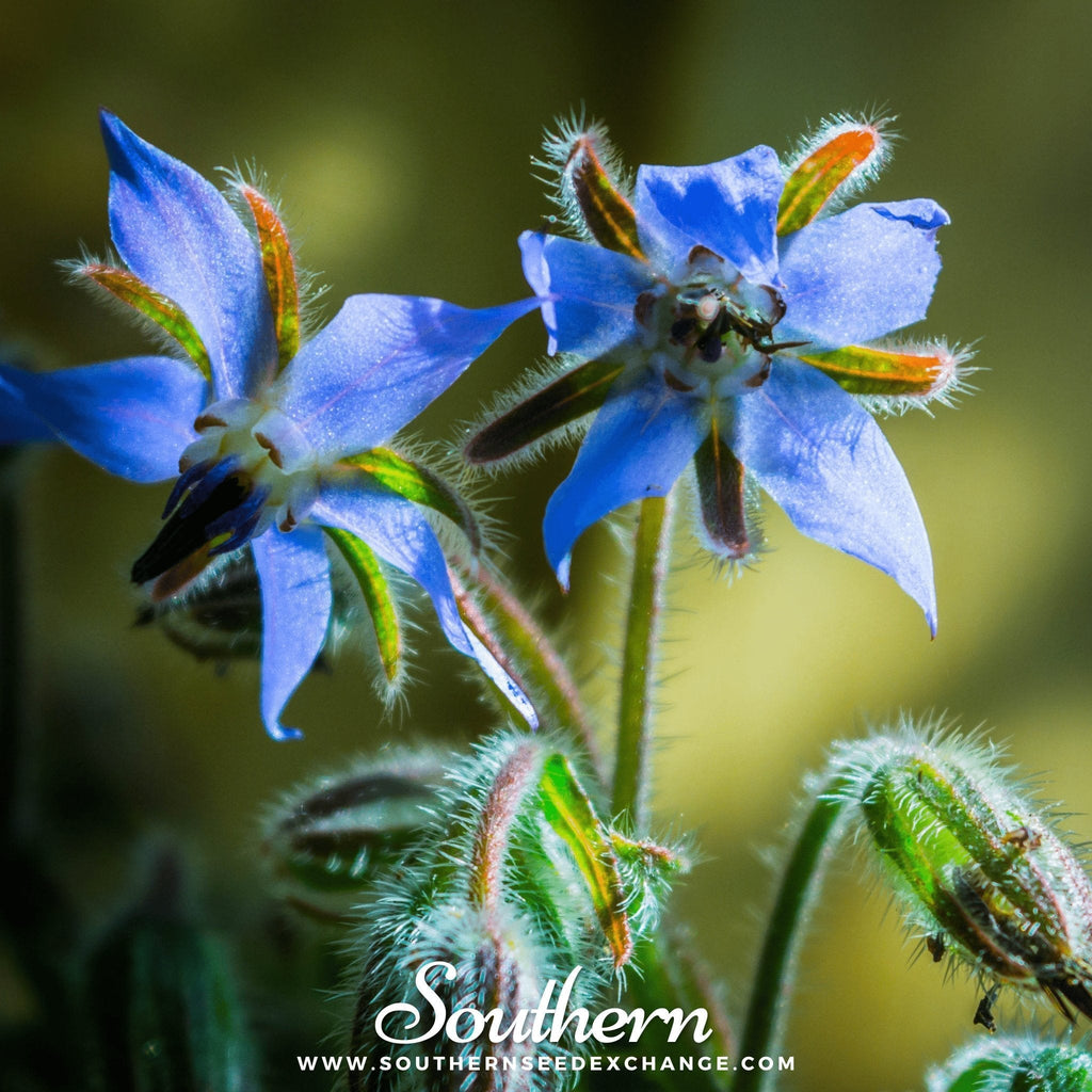 Blue Borage – 100 Seeds Southern Seeds