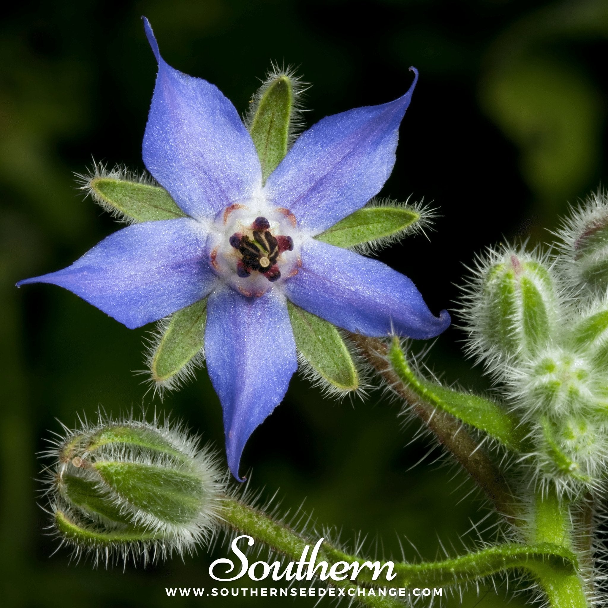 Blue Borage – 100 Seeds Southern Seeds