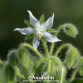 White Borage – 50 Seeds Southern Seeds