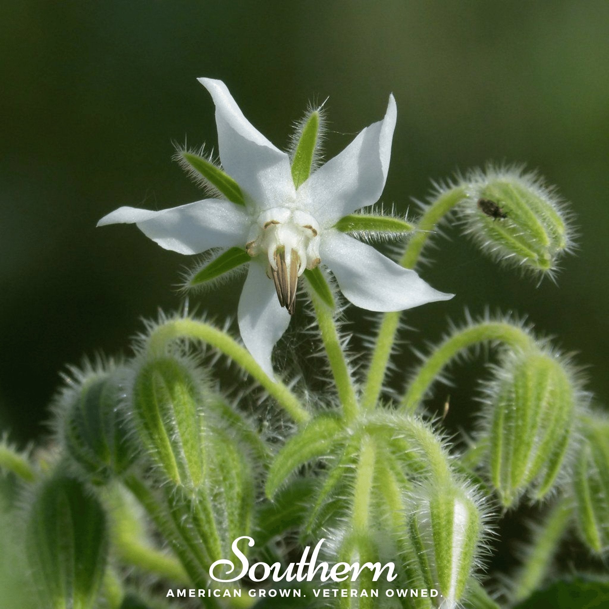 White Borage – 50 Seeds Southern Seeds