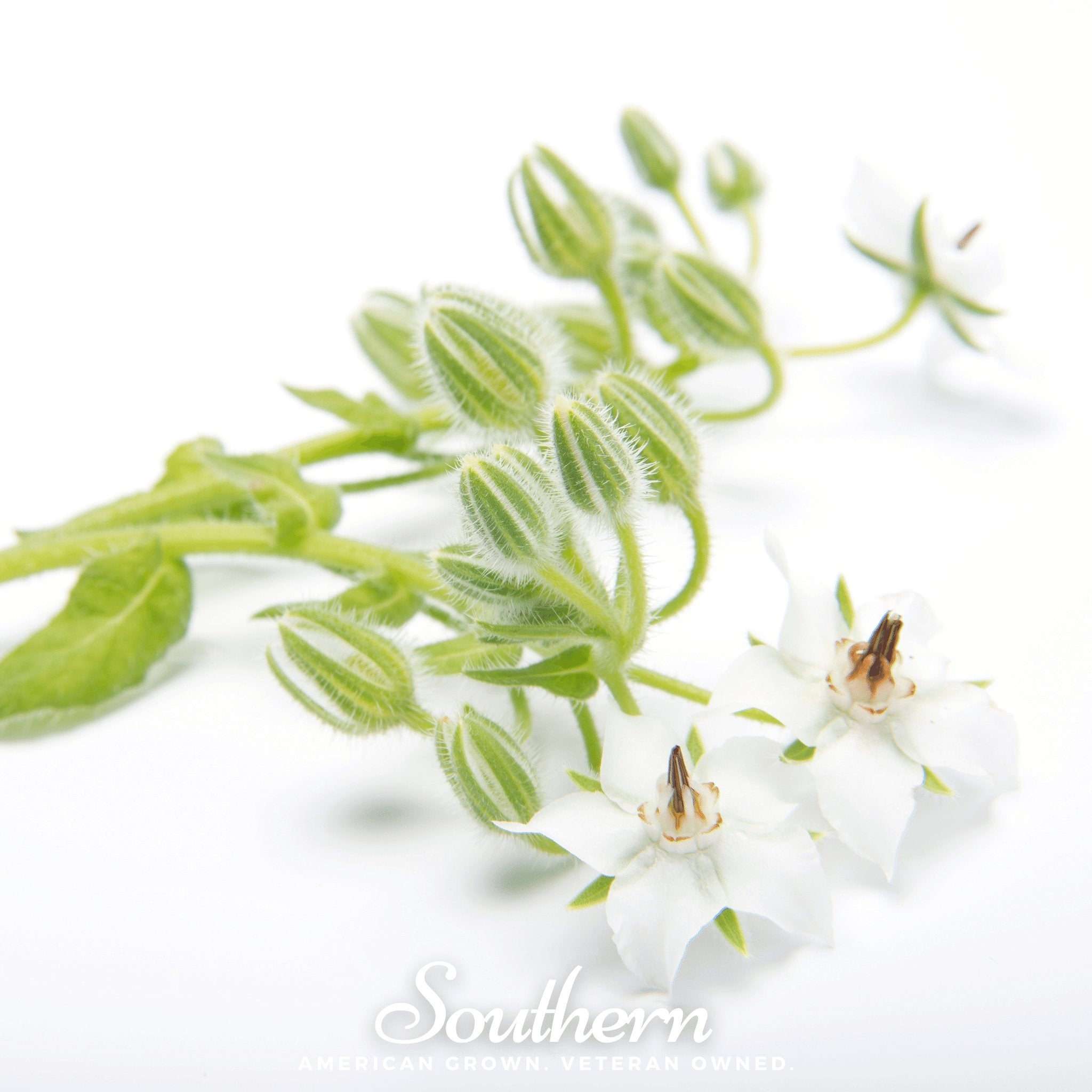 White Borage – 50 Seeds Southern Seeds