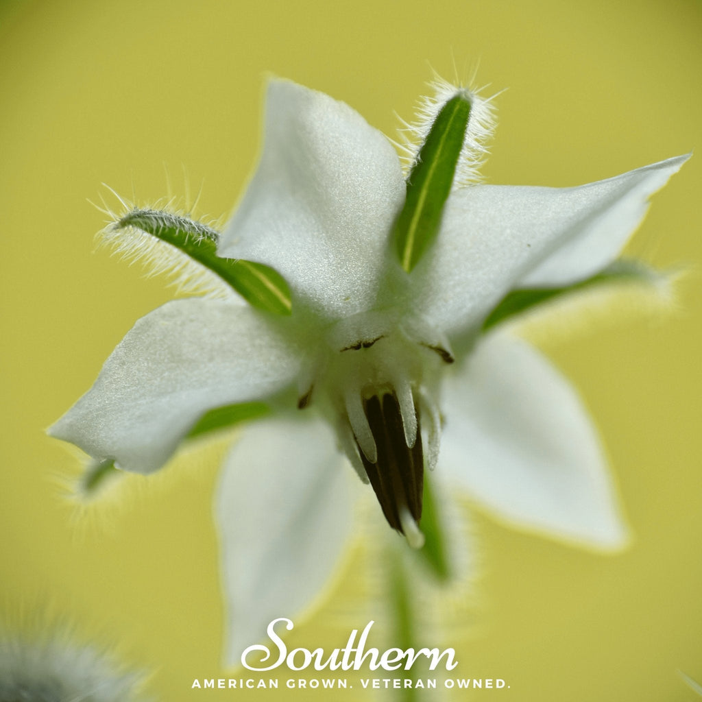 White Borage – 50 Seeds Southern Seeds