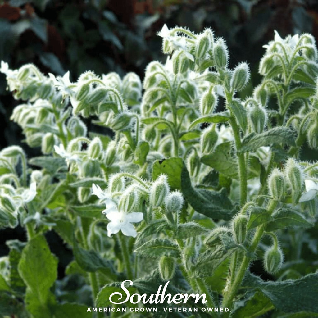 White Borage – 50 Seeds Southern Seeds