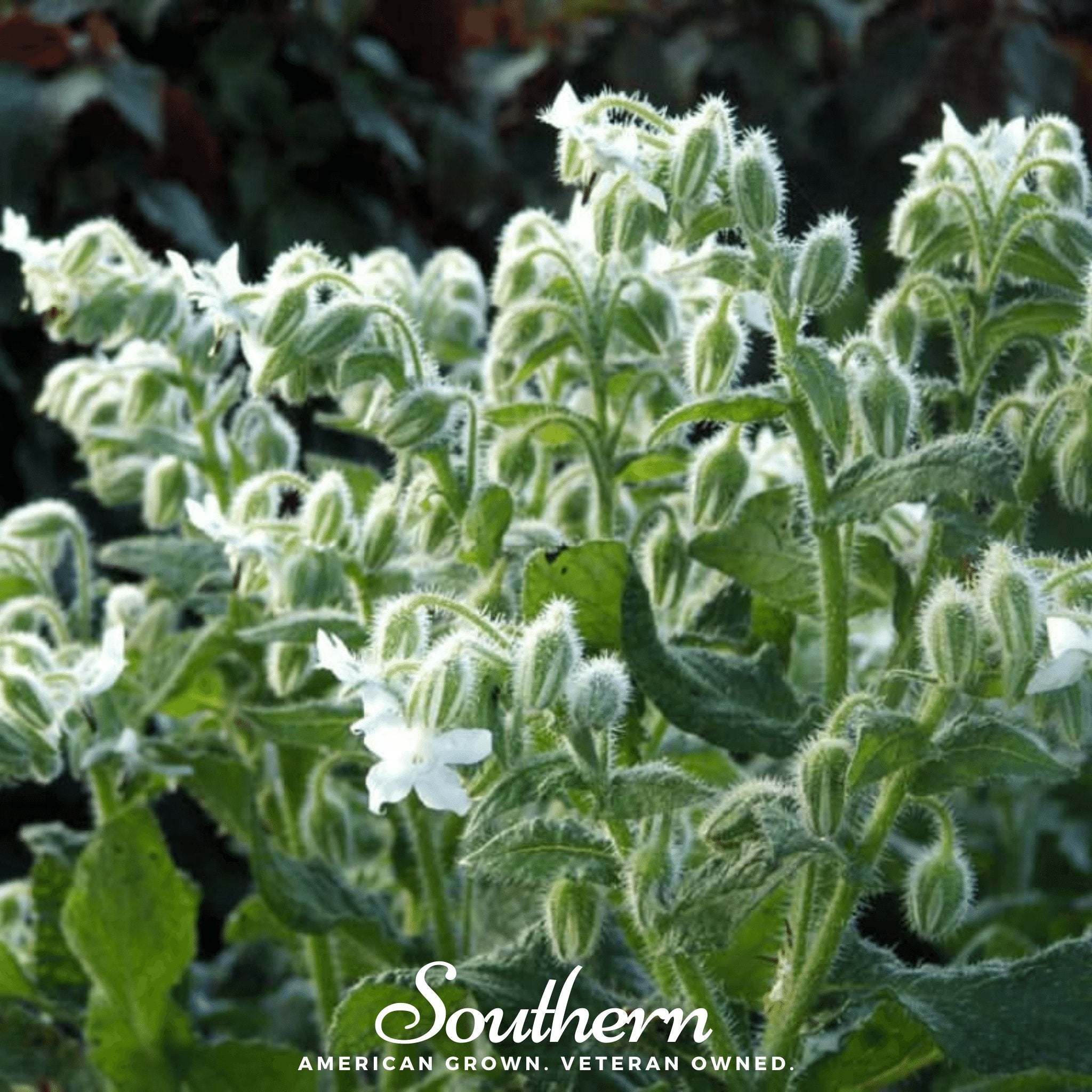 White Borage – 50 Seeds Southern Seeds