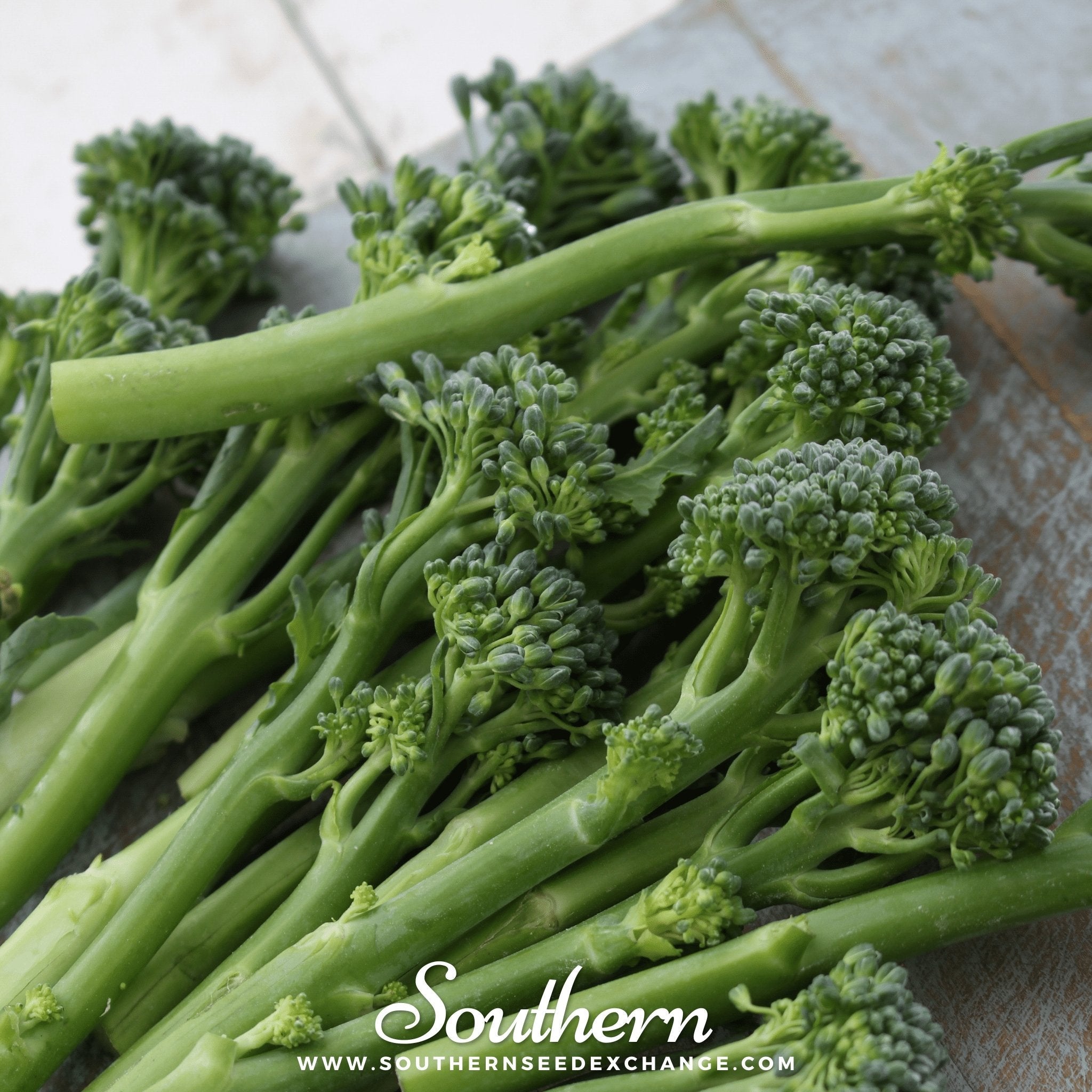 Calabrese Green Broccoli – 100 Seeds Southern Seeds