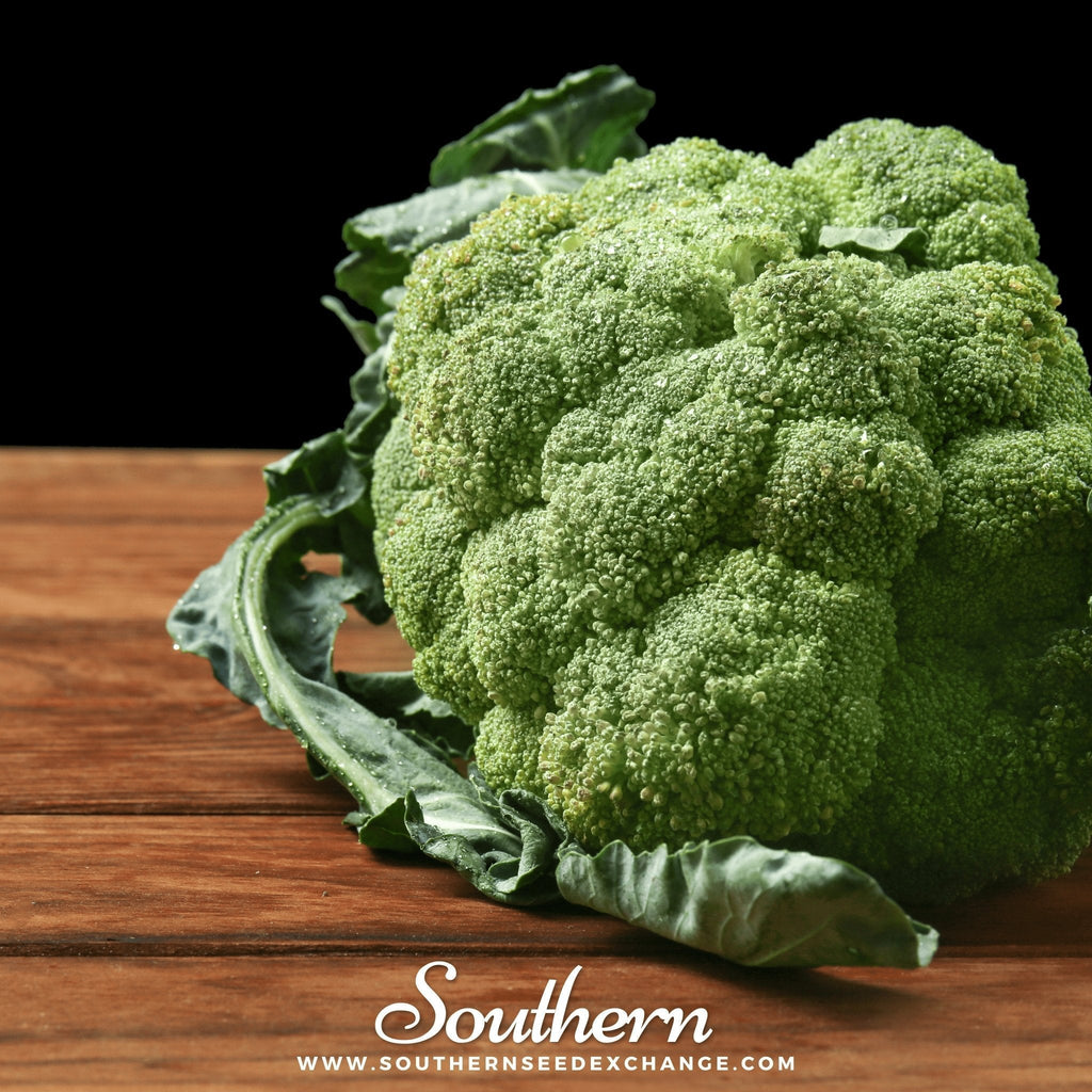 Calabrese Green Broccoli – 100 Seeds Southern Seeds