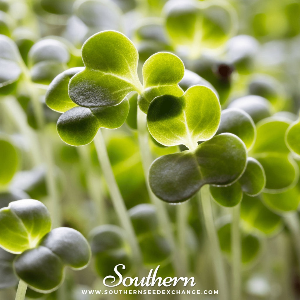 Calabrese Green Broccoli – 100 Seeds Southern Seeds