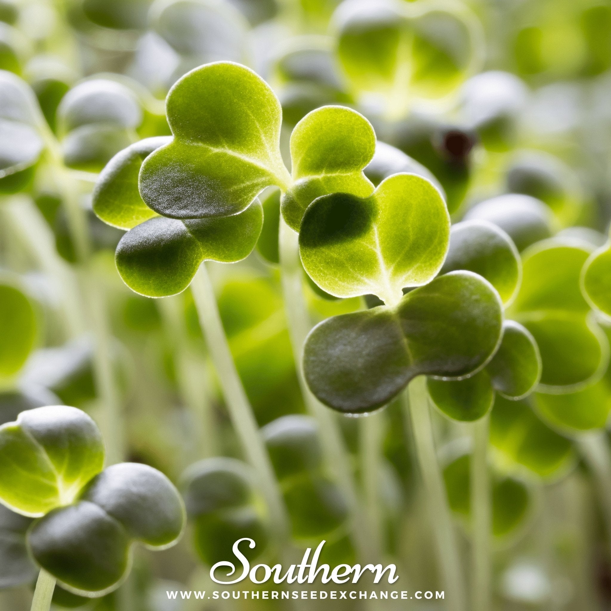 Calabrese Green Broccoli – 100 Seeds Southern Seeds