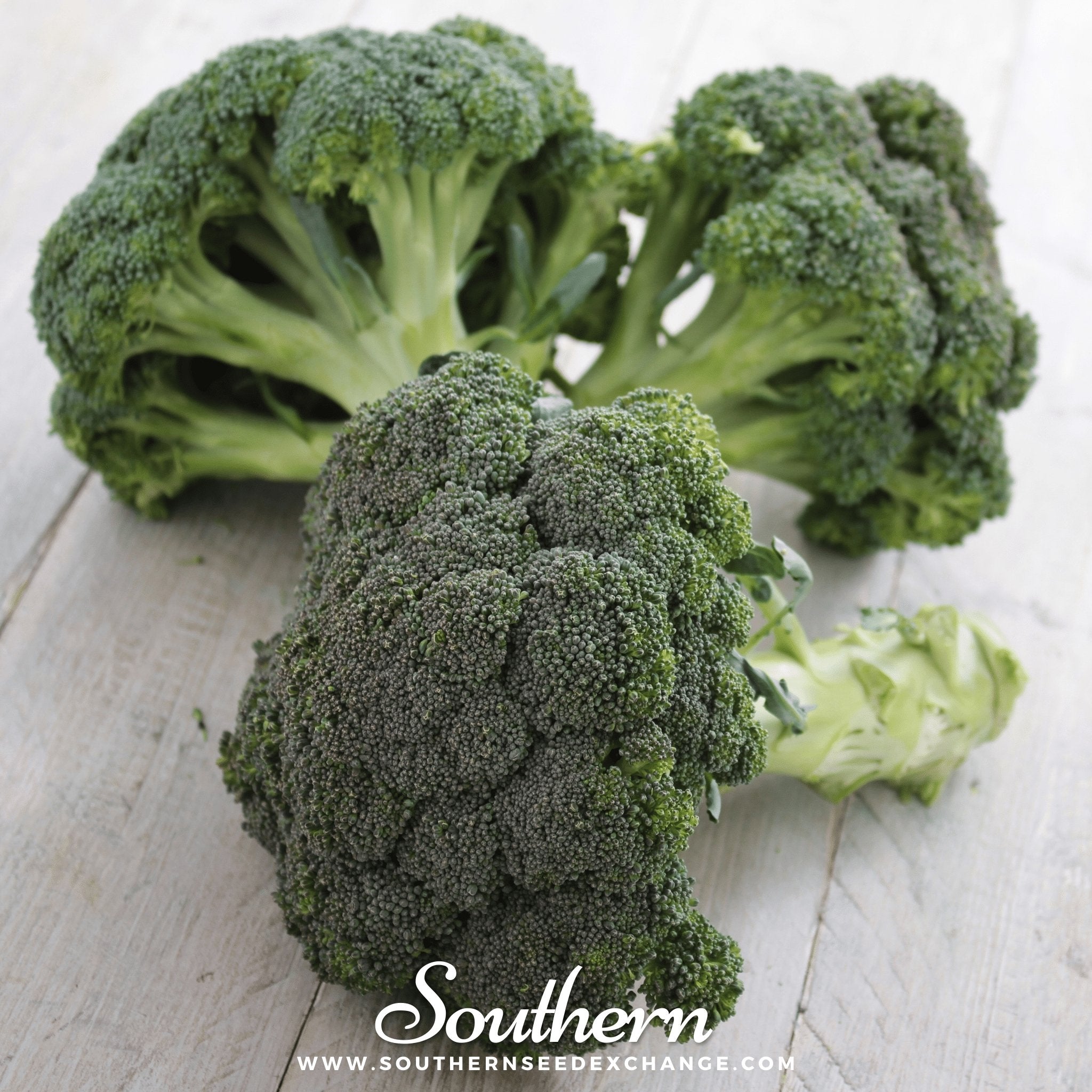 Calabrese Green Broccoli – 100 Seeds Southern Seeds
