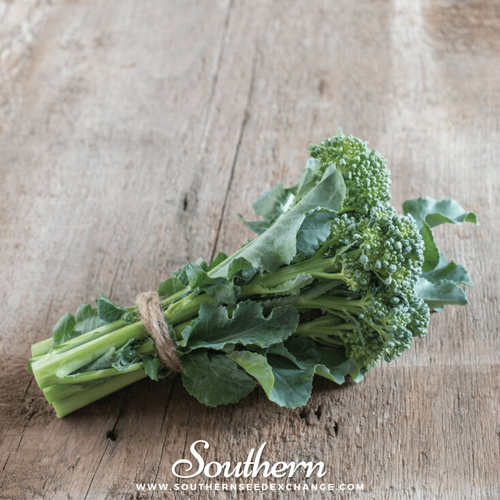 Di Cicco Broccoli – 200 Seeds Southern Seeds