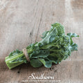 Di Cicco Broccoli – 200 Seeds Southern Seeds